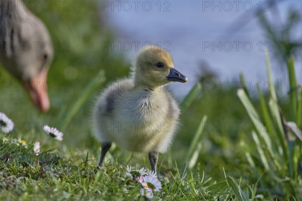 Young grey goose chick (Anser anser) standing in the grass in the foreground, an adult goose is partially visible, Mühlenteich, Wismar, Mecklenburg-Western Pomerania, Germany, Europe