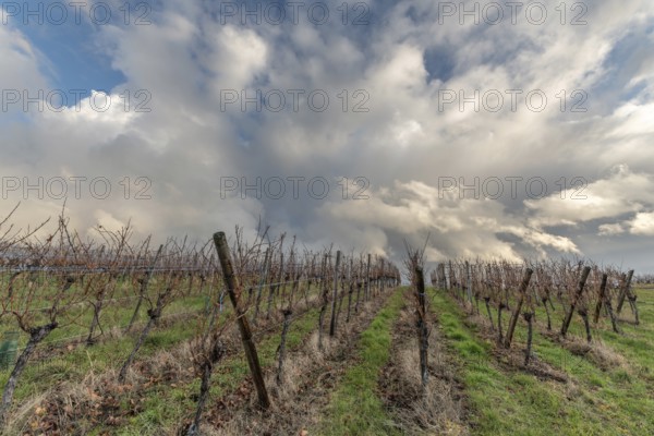 Landscape of the vineyard in rainy weather in late autumn. Wine route in Alsace. France
