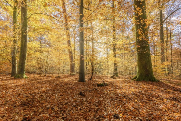 Mountain forest in autumn with orange and yellow foliage. Vosges, France, Europe