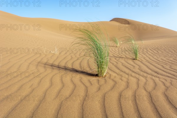 Drinn grass (Stipagrostis pungens) in the sand dunes of the Erg Chebbi desert in southern Morocco. Merzouga, Draa-Tafilalet, Errachidia