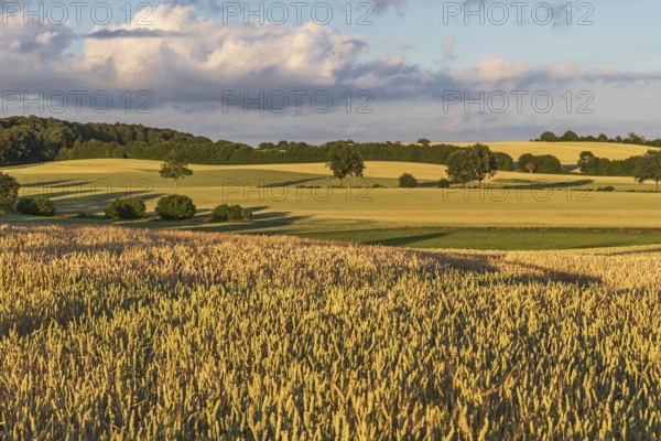 Wheat fields in sunset light near Malente in Schleswig-Holstein, Germany. Agricultural landscape