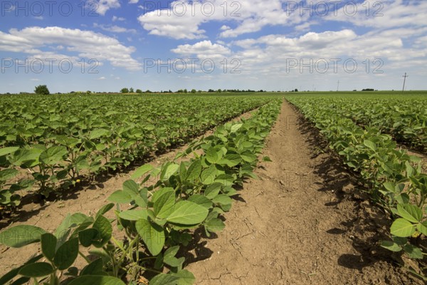 Young green soy plants with large leaves grow in the field