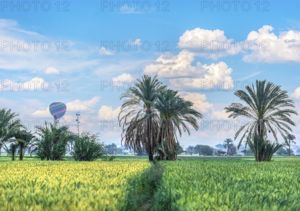 Green field with fresh harvest in Egypt