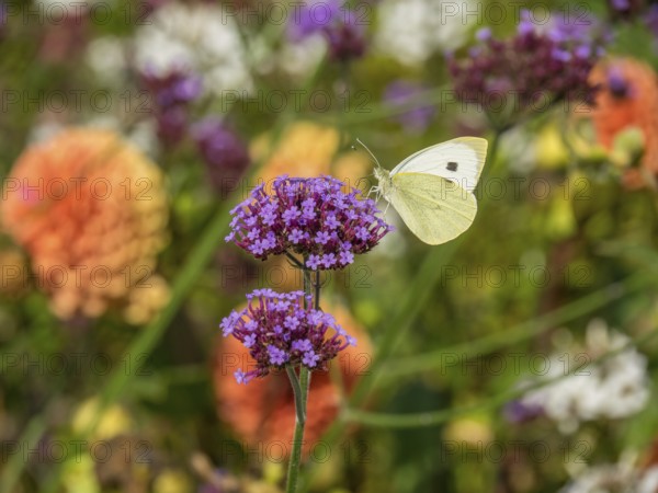 White butterfly on a purple flower against a colourful background in a summer garden, Bad Lippspringe, Germany, Europe