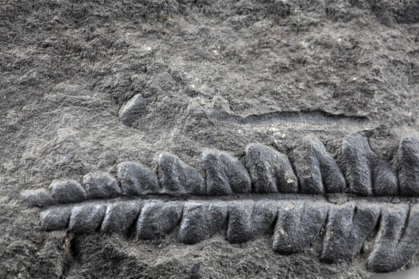 A fossil plant of Carboniferous age from Spain