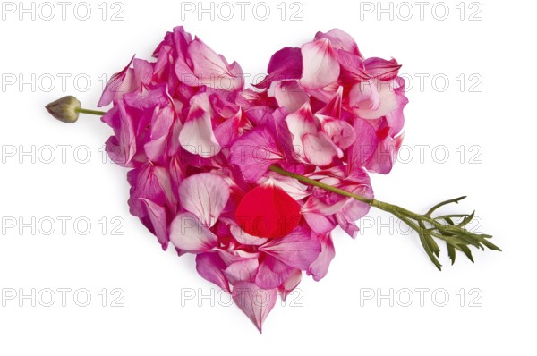 The heart of the pink petals of Pelargonium, rubbed through by an arrow from a red flower with drops of blood from the petals isolated on white background
