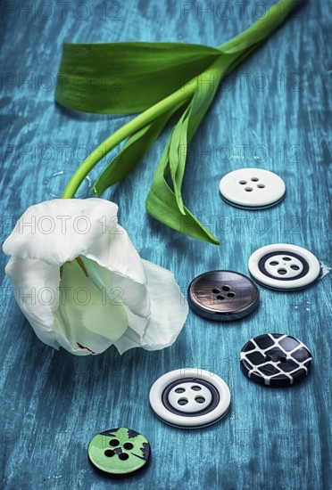 White tulip and buttons for clothing on light blue wooden background