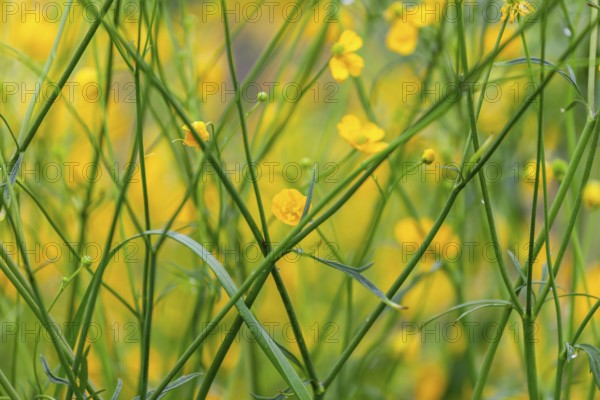 Flower meadow, buttercup (Ranunculus acris), St. Peter Freienstein, Styria, Austria, Europe