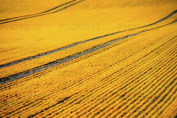Summer impression