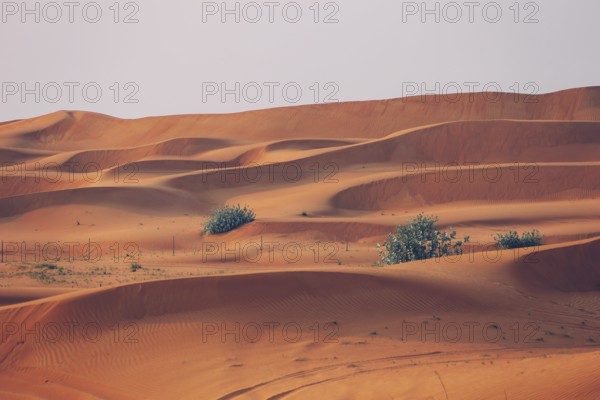 The Desert in Ras al Khaimah, United Arab Emirates, Asia