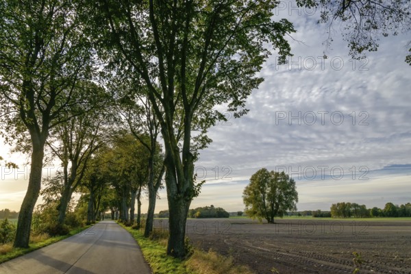 Avenue in Masuria