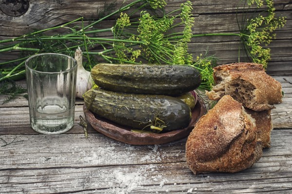 Pickled cucumbers with dill and vodka shot glass on wooden background in country style.Photo tinted