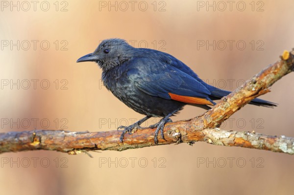 A Red-winged Starling on a perch, (Onychognathus morio), Africa, South Africa, KwaZulu-Natal, Giant's Castle Hide, Imbabazane Local Municipality, KwaZulu-Natal, Africa