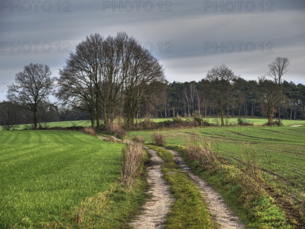 A country lane winds through a green landscape with trees, Reken, münsterland, germany