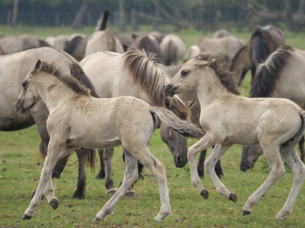 Two foals playing in a green pasture, surrounded by other grazing horses, merfeld, münsterland, germany