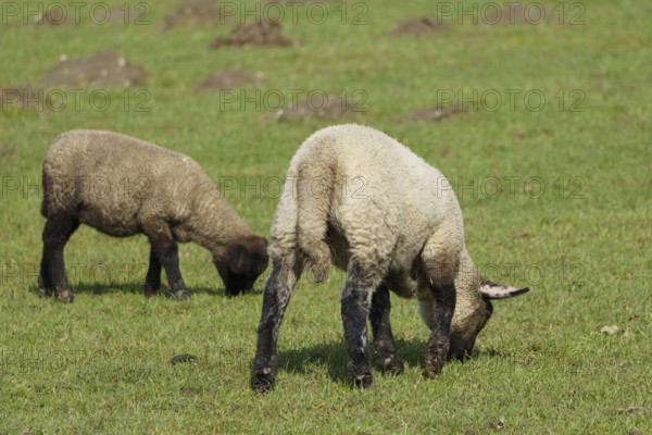 Two lambs grazing peacefully on a green pasture, borken, münsterland, germany