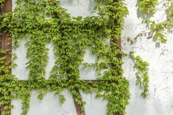 Ornamental Virginia Creeper on a half-timbered house. Alsace, France, Europe