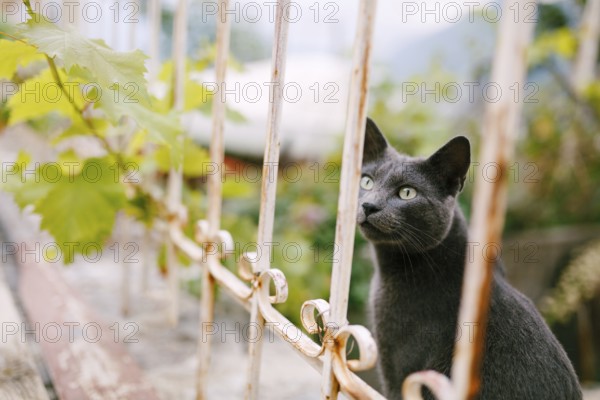 A gray ash cat sits near a metal fence with a grape branch on a blurred background.