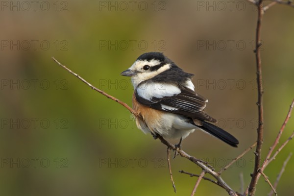 Masked shrike, (Lanius nubicus), Animals, Birds, Shrike family, Perching station, Dolucak, Adyaman, Turkey, Asia