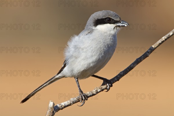 Mediterranean Grey Shrike, Mediterranean Grey Shrike, Great Grey Shrike, (Lanius excubitor meridionalis), Lanius merdionalis koenigii, Lanius meridionalis, Iberian Grey Shrike, perch, Fuerteventura, Spain, Europe