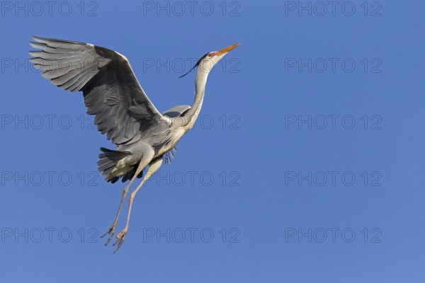 Grey heron, heron, animals, birds, flight photo, nesting material, nest, nest building, (Ardea cinerea), blue sky, family of pelican relatives, Luisenpark, Mannheim, Baden-Württemberg, Federal Republic of Germany