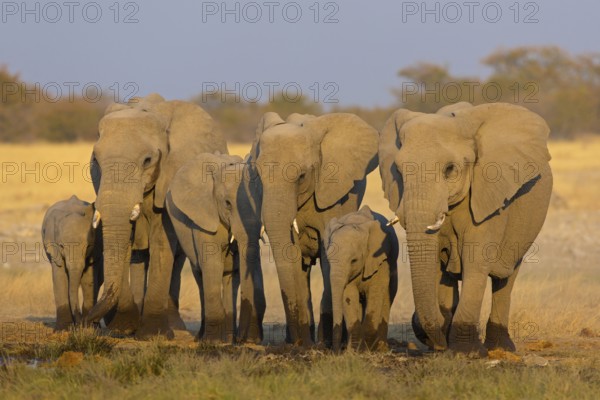 African elephant, (Loxodonta africana), animals, mammals, Africa, mud bath, young animal, Riedfontein Fountain, Oshikoto / Etosha National Park, Namibia, Africa