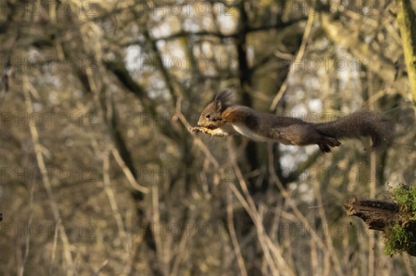 Sciurus vulgaris, italy