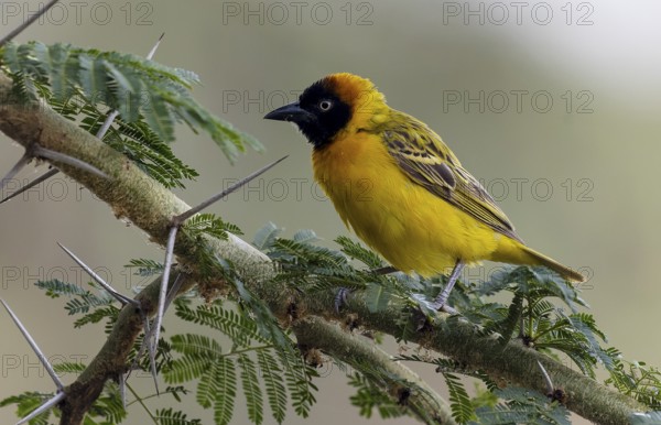 A Weaver bird in Tsavo National Park, Kenya, Africa