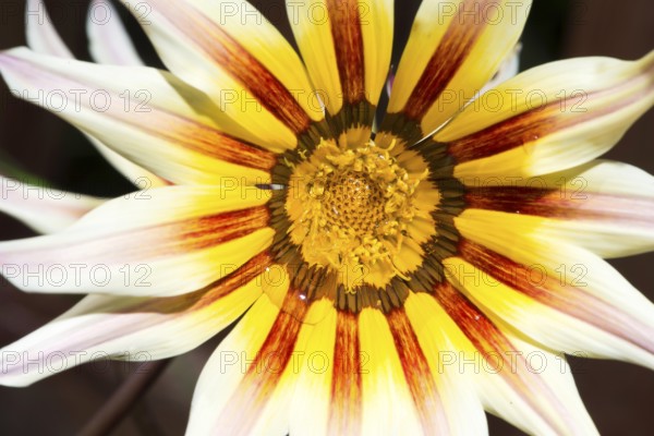 Red and yellow flower stamens. Close up macro