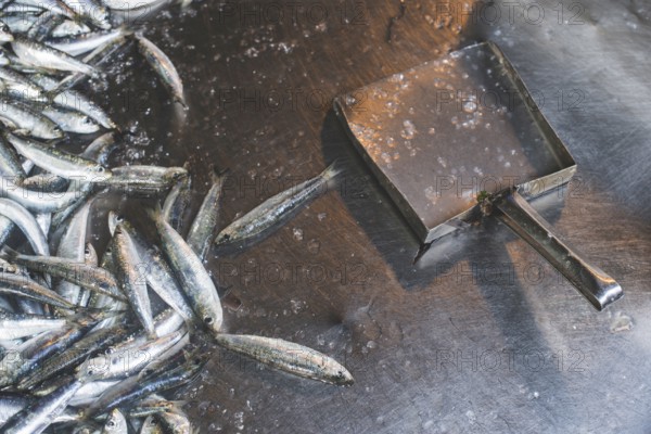 Fish on ice in the market. Greece, Athens, Piraeus