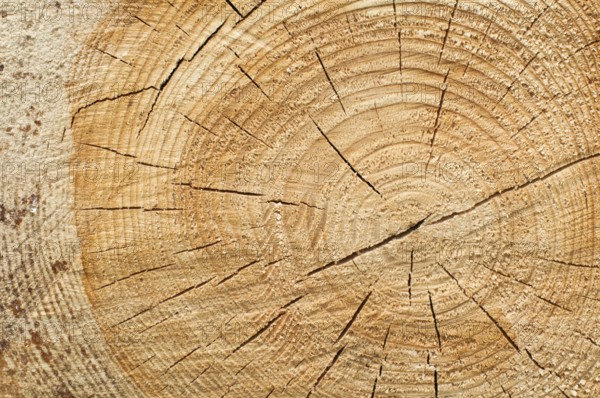 Background of split wood. Close up wood texture