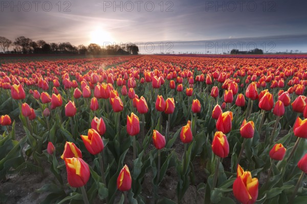 Sunrise over red tulip field, Flevoland, Netherlands