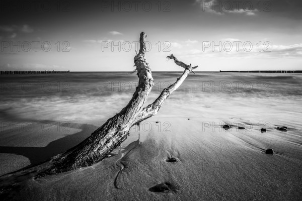 Driftwood on the coast of the Baltic Sea near Kühlungsborn