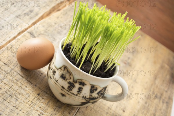 Green wheat in cup. Fresh wheat plant composition with egg