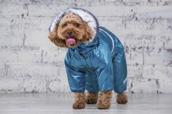 Small funny dog of brown colour with curly hair of toy poodle breed posing in clothes for dogs. Subject accessories and fashionable outfits for pets. Stylish overalls, suit for cold weather for animal
