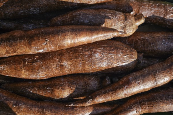 Yuca / Macaxeira (Manihot esculenta) roots displayed at food market in London, sun shines on, London, United Kingdom, Europe