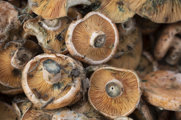 Edible mushroom of variety Esclata-Sang, Lactarius sanguifluus, Mallorca, Balearic Islands, Spain, Europe