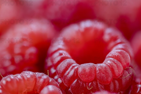 Raspberries with shallow depth of field, close-up