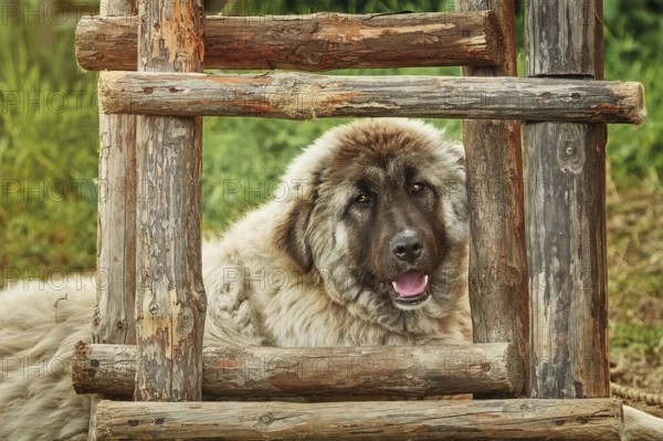 Portrait of Big Dog near the head of Burgas, Bulgaria, Europe