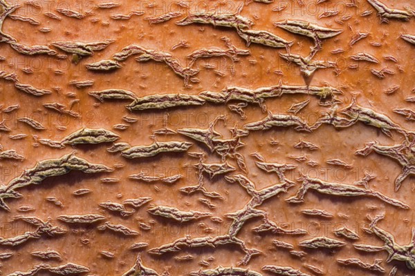 Detail of a pumpkin