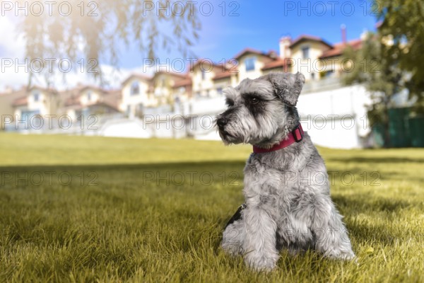 Portrait of a beautiful dog schnauzer sitting on the grass and looking into the distance in the park.The concept of love for animals. best friend