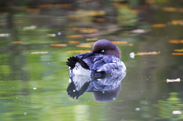 Resting goldeneye. Resting Golden Eye