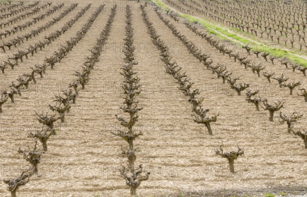 Rows of pruned bare grape vines in early spring, prepared for upcoming budding