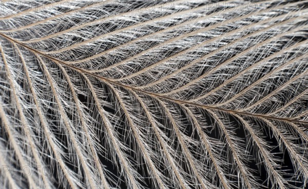 Elegant Feather on black Extreme Close up Detail. Extreme macro feather. Fluffy feather