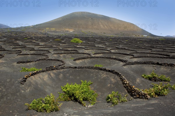 Lanzarote La Geria vineyard on black volcanic soil in Canary Islands