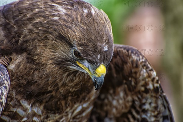 Close-up of the head of an hawk