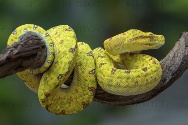 Green Tree Phyton