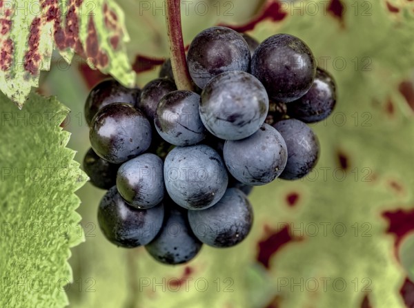 Ripe Pinot Noir grapes with autumnal vine leaves