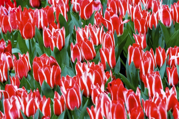 Red and white Greigii tulips Plaisir