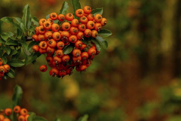 Yew berry. Taxus Yew Shrubs. Red berries on yew tree branch in the garden in autumn. Red rowan on tree branch, seasonal holidays. Nature bright autumnal harvest close-up